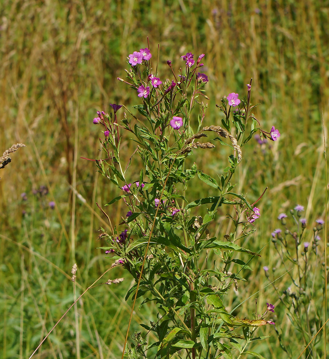 Изображение особи Epilobium hirsutum.