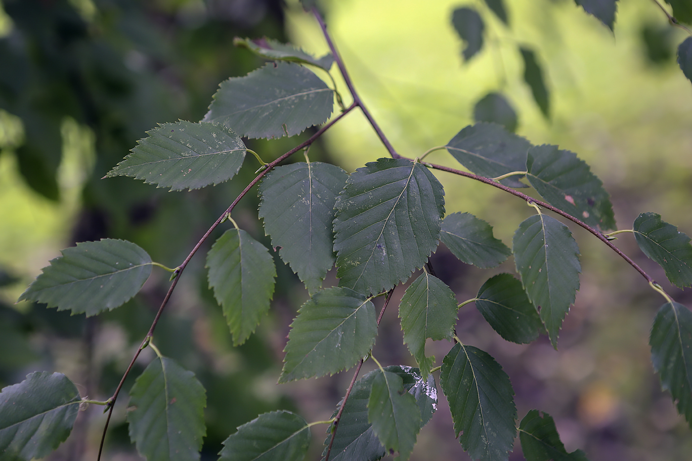 Изображение особи Betula albosinensis.