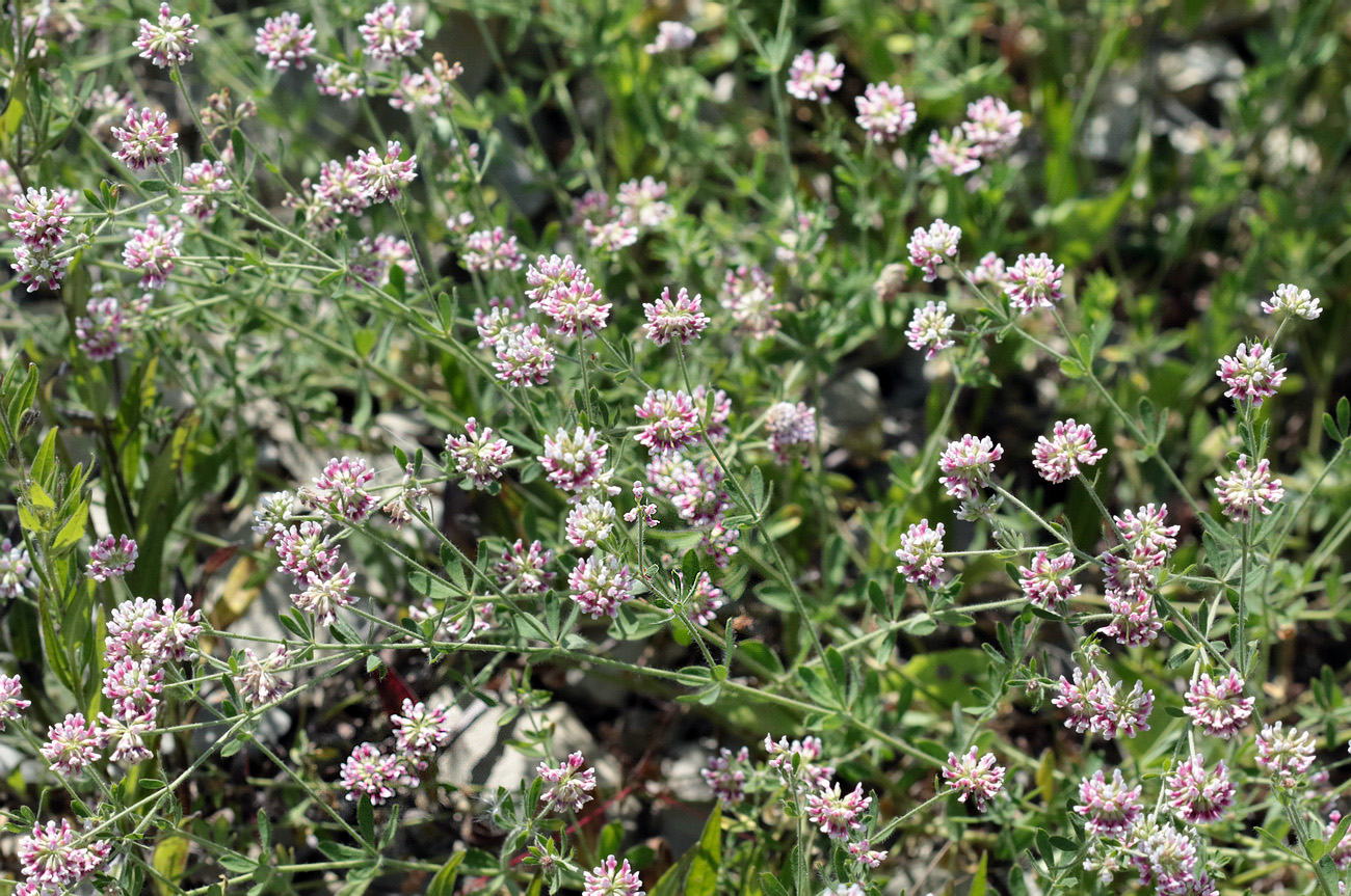 Image of Dorycnium herbaceum specimen.