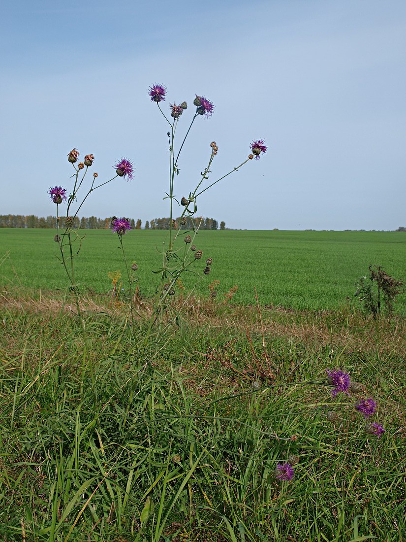 Image of Centaurea scabiosa specimen.