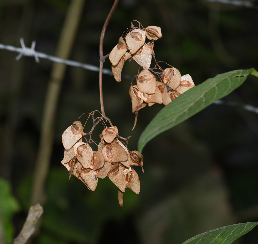 Image of genus Begonia specimen.