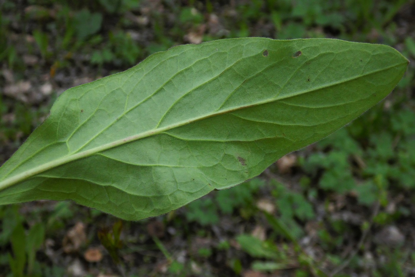 Image of Solenanthus biebersteinii specimen.