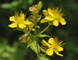 Hypericum attenuatum. Верхушка цветущего растения. Приморский край, Уссурийский гор. округ, окр. с. Монакино, широколиственное редколесье. 02.07.2021.