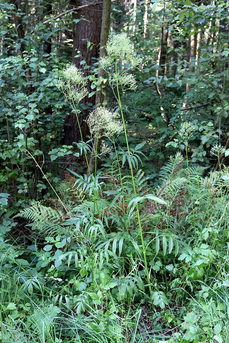 Изображение особи Valeriana officinalis.