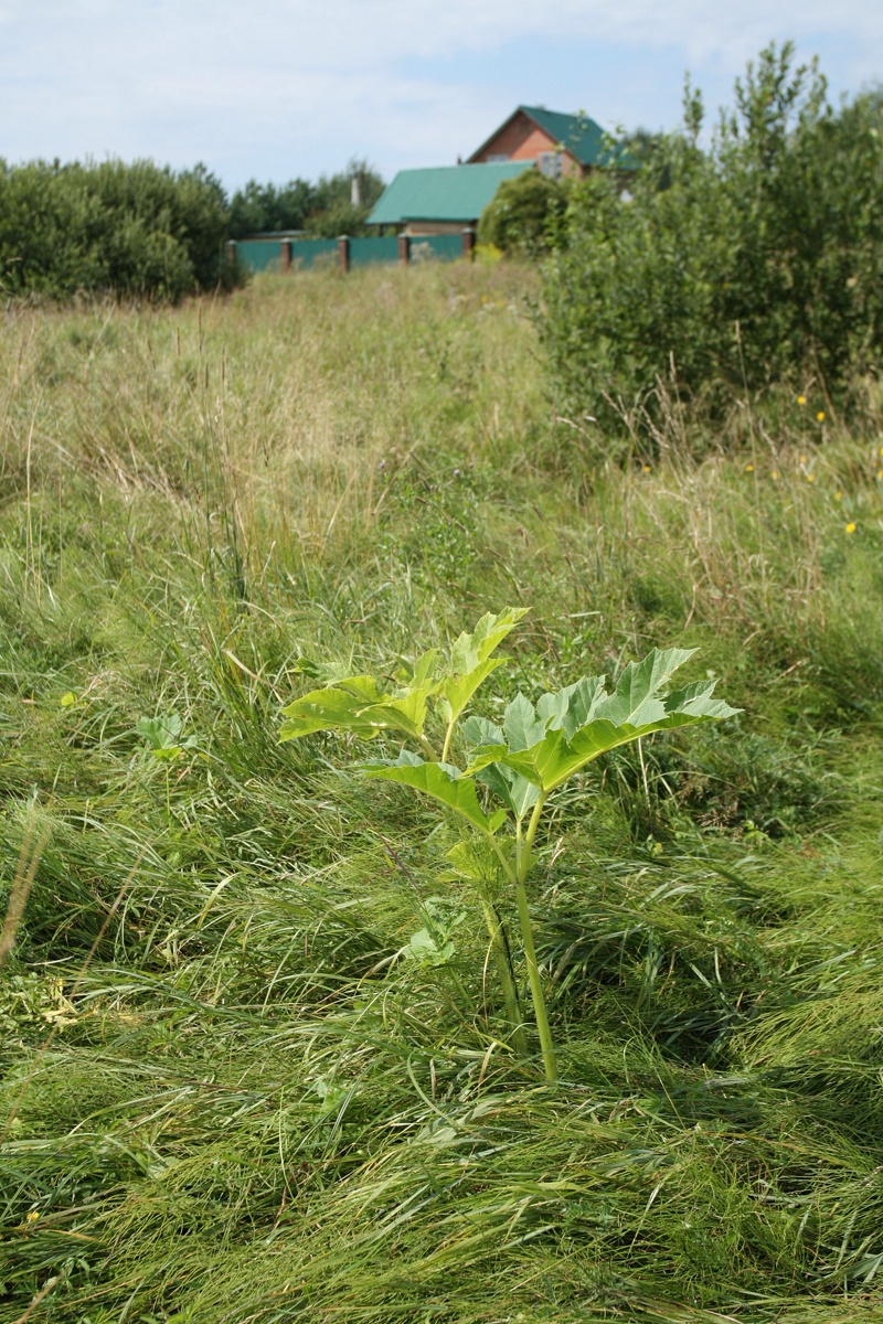 Image of Heracleum sosnowskyi specimen.