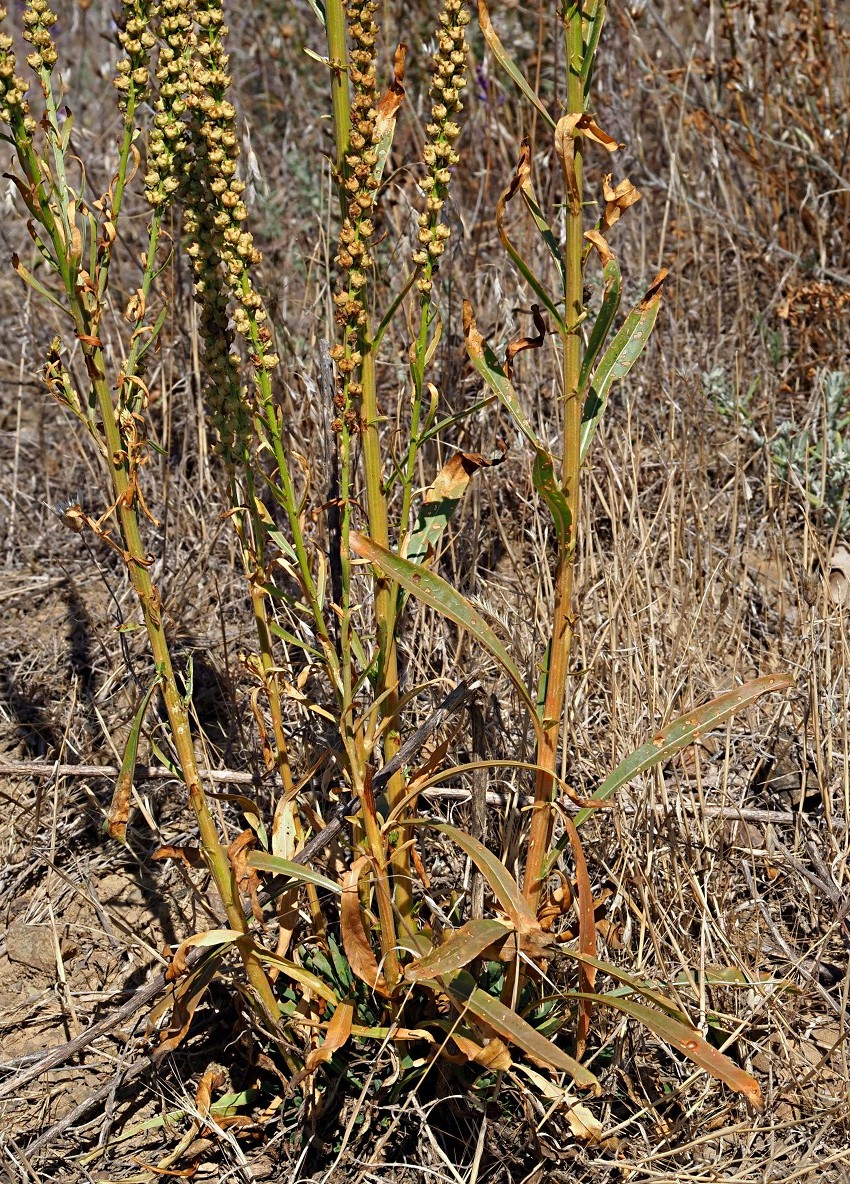 Изображение особи Reseda luteola.