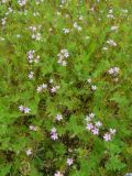 Erodium cicutarium