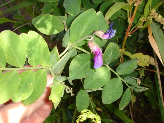 Image of Lathyrus japonicus specimen.