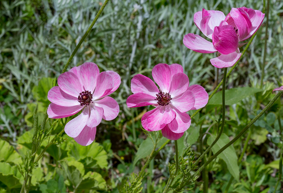 Image of Ranunculus asiaticus specimen.