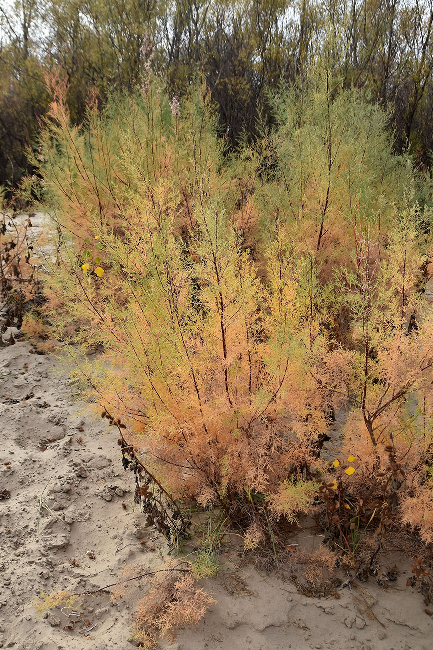 Image of Tamarix ramosissima specimen.