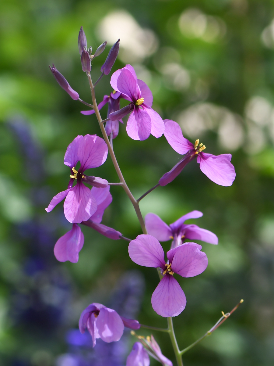 Изображение особи Moricandia moricandioides.