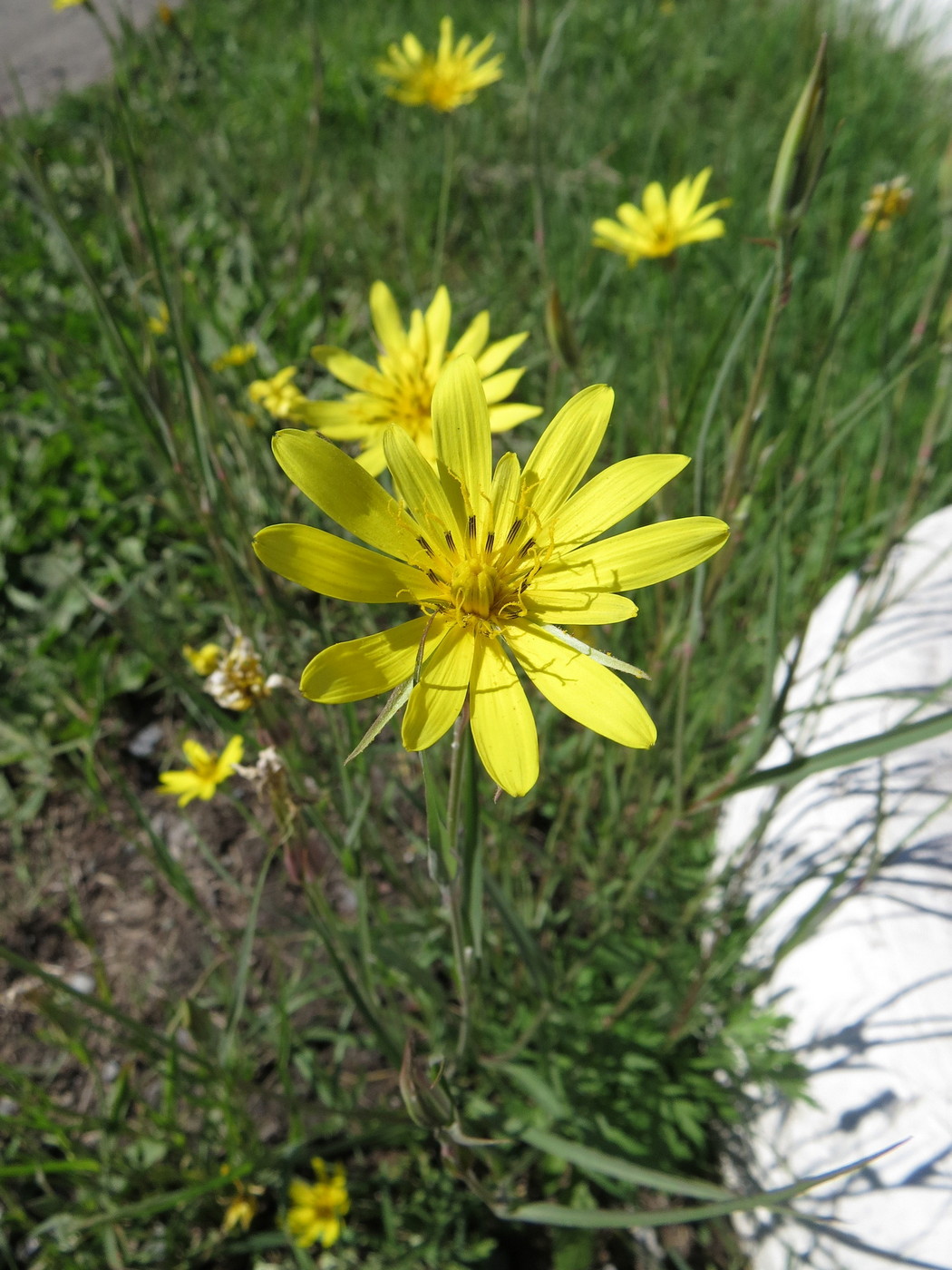 Изображение особи Tragopogon podolicus.