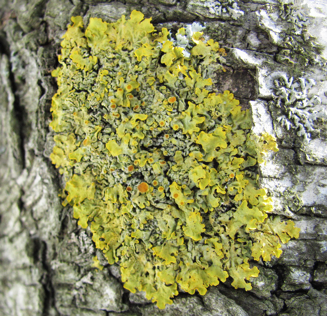 Изображение особи Xanthoria parietina.