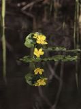 Caltha palustris