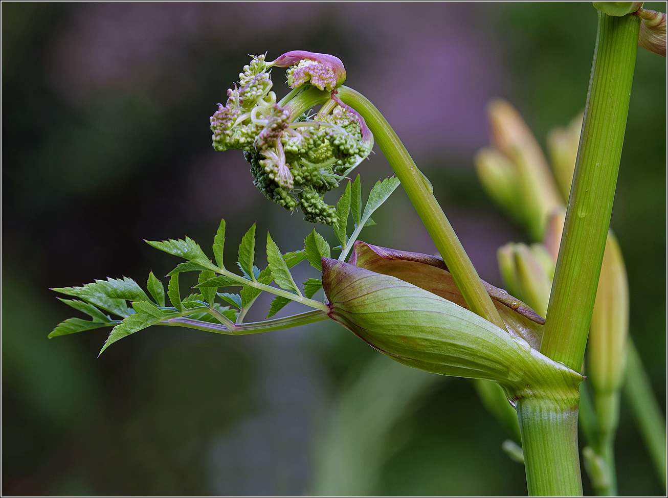 Image of Angelica sylvestris specimen.