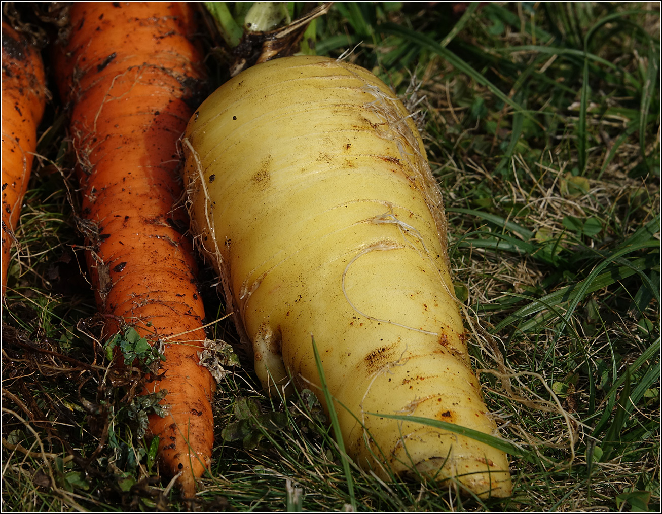 Image of Daucus sativus specimen.