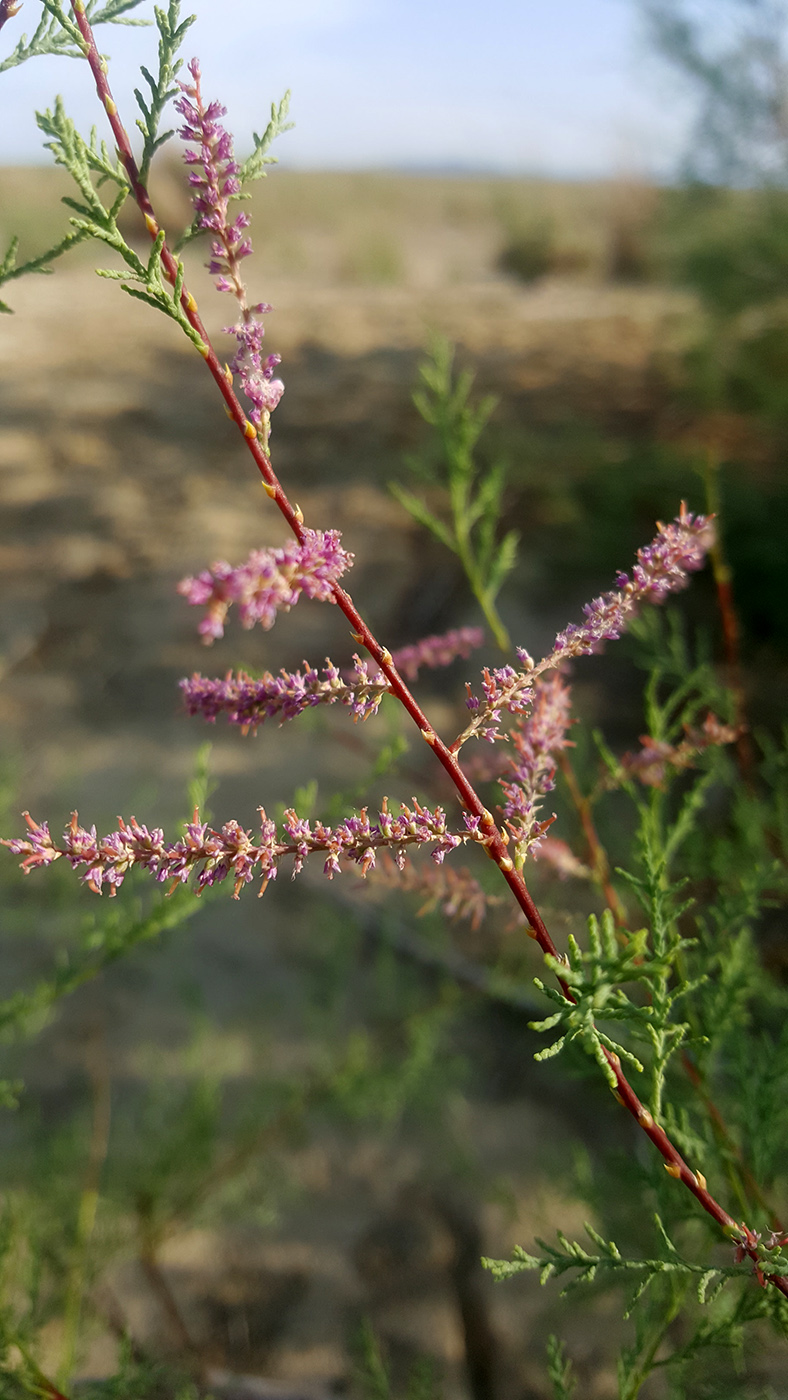 Image of Tamarix &times; karelinii specimen.