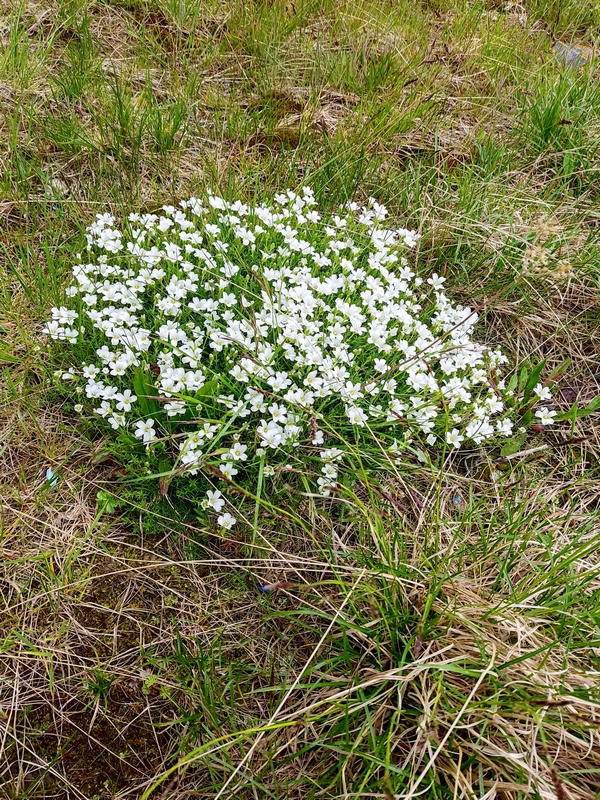 Image of Minuartia imbricata specimen.