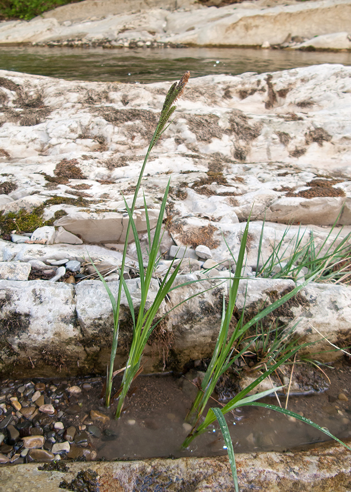 Изображение особи Carex acutiformis.