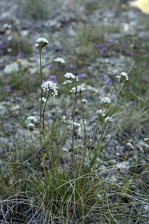 Image of Gypsophila cephalotes specimen.