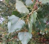 Populus × canadensis. Верхушка побега. Тверь, р-н Затверечье, Затверецкая наб., в озелениии. 02.10.2022.
