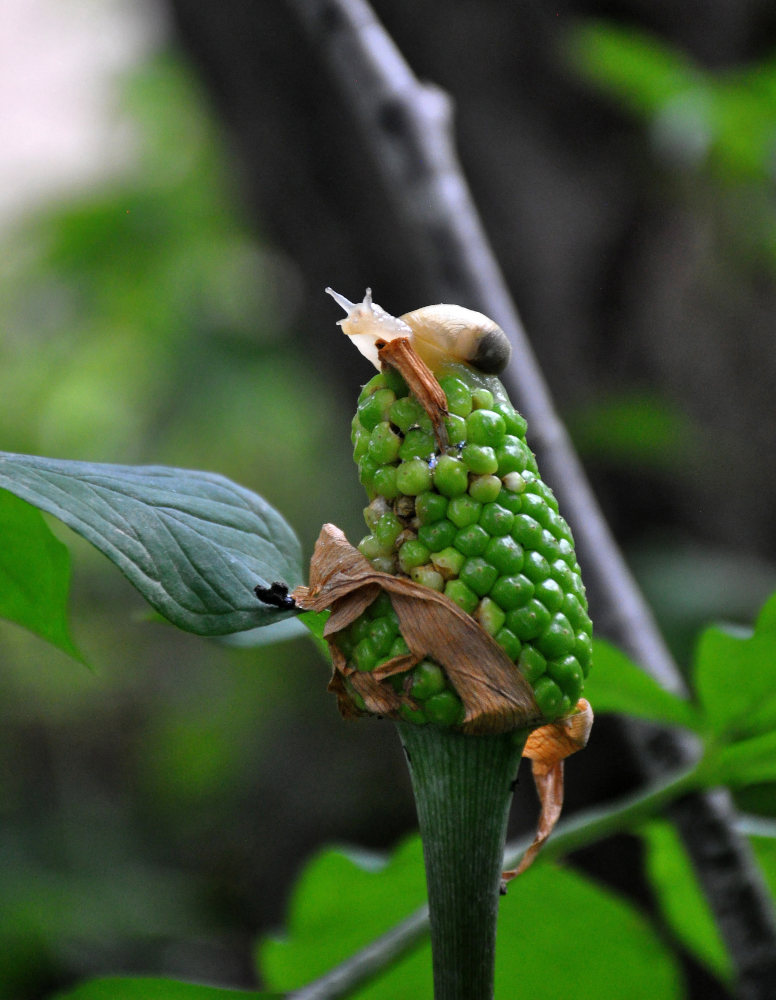 Изображение особи Arisaema peninsulae.