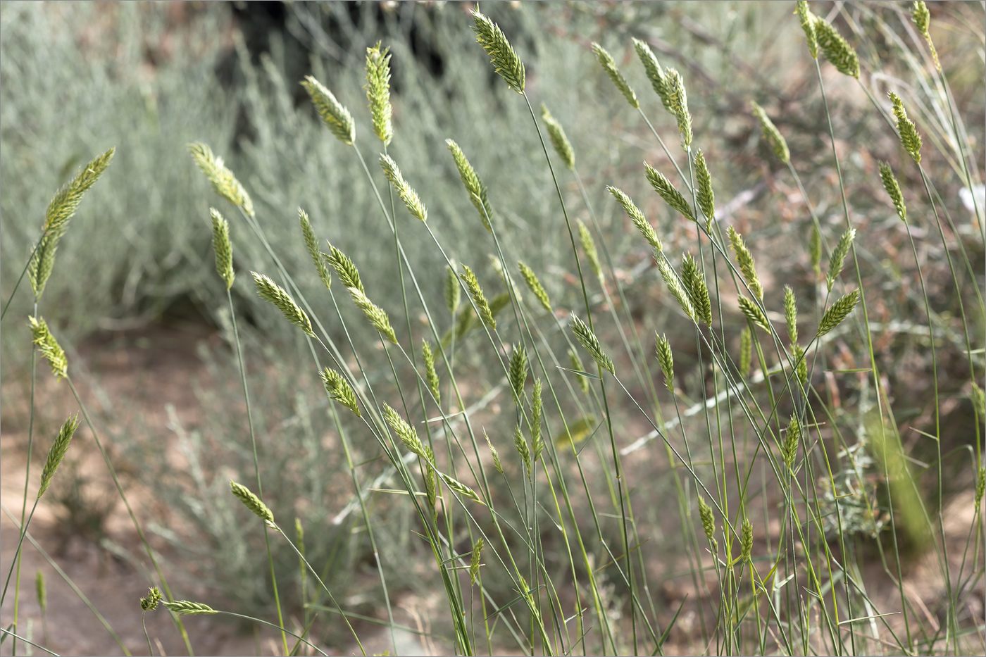 Image of genus Agropyron specimen.