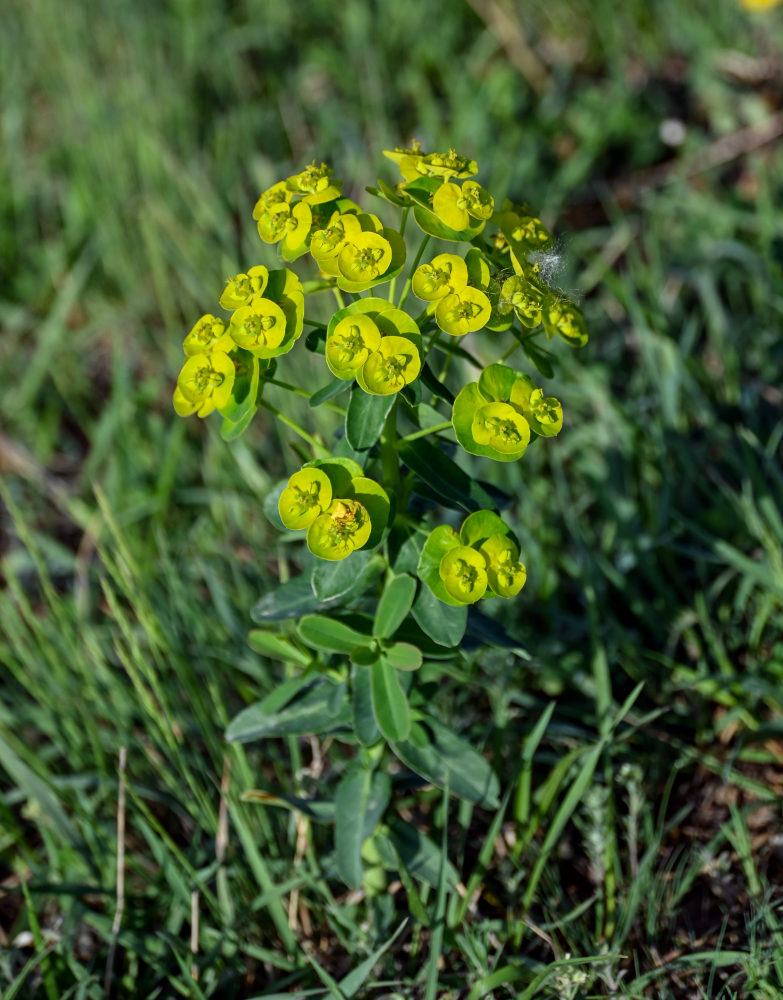 Изображение особи Euphorbia iberica.