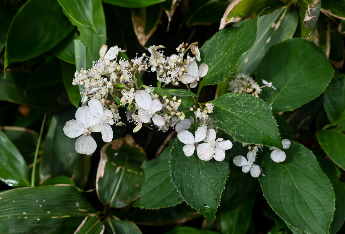 Image of Hydrangea paniculata specimen.