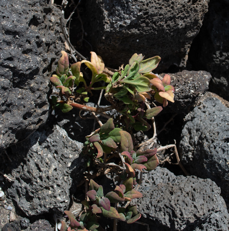 Image of Tetragonia tetragonoides specimen.