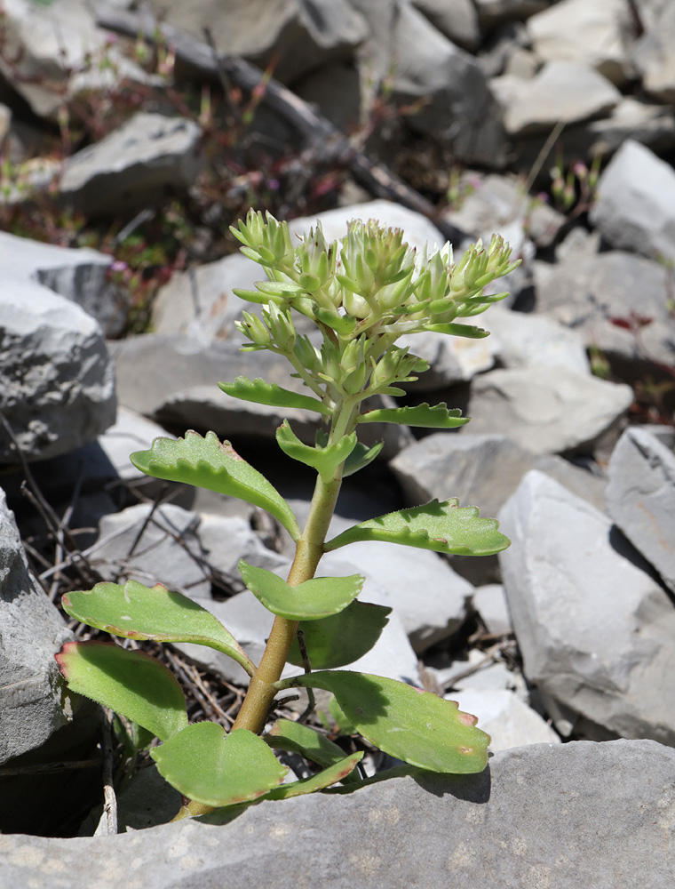 Изображение особи Sedum oppositifolium.