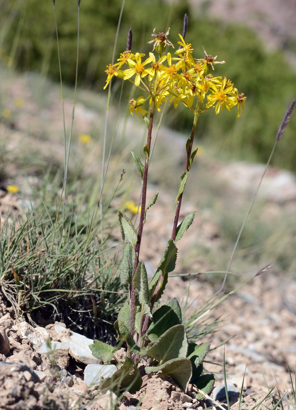 Изображение особи Ligularia thomsonii.