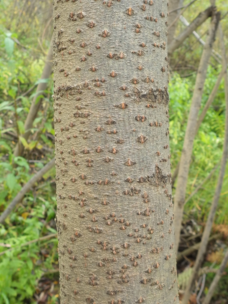 Image of Salix viminalis specimen.