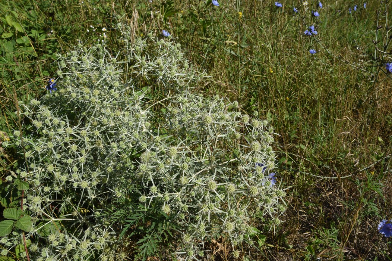 Изображение особи Eryngium campestre.