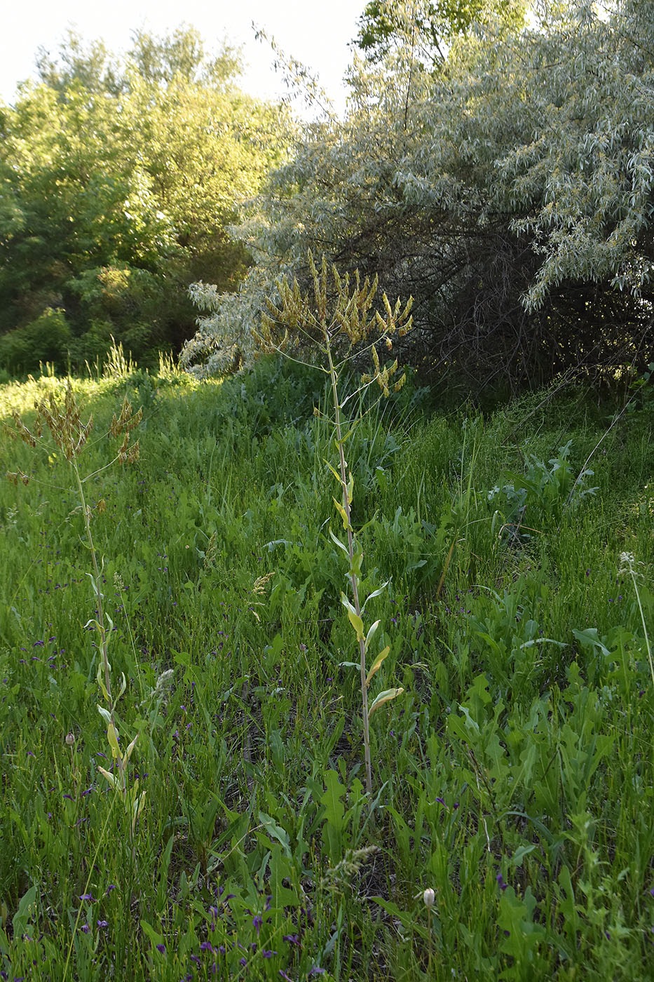 Изображение особи Isatis campestris.