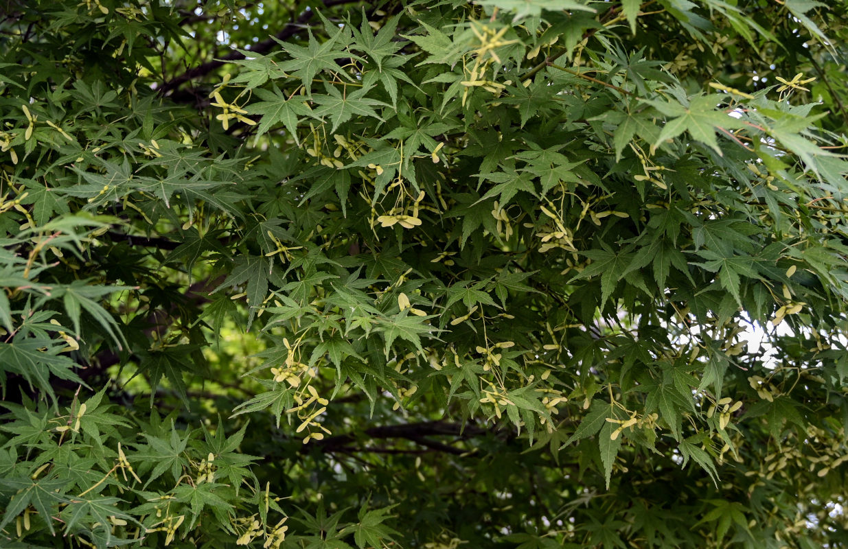 Image of Acer palmatum specimen.