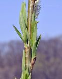 View full-size image Salix siuzevii