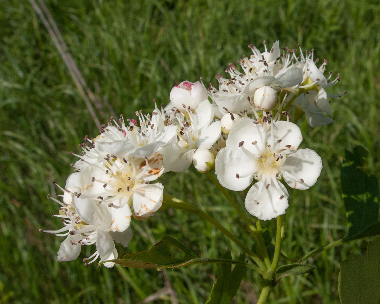 Изображение особи Crataegus dipyrena.