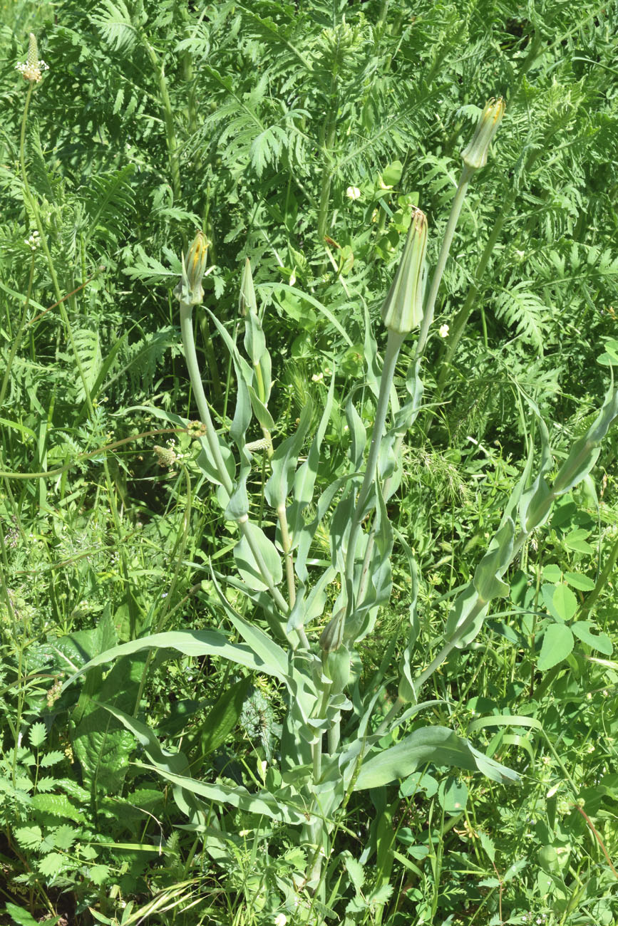 Изображение особи Tragopogon capitatus.