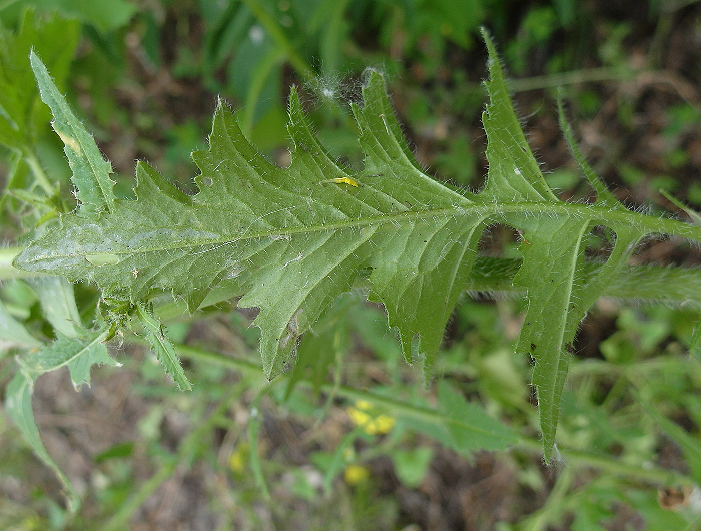 Image of Sisymbrium loeselii specimen.