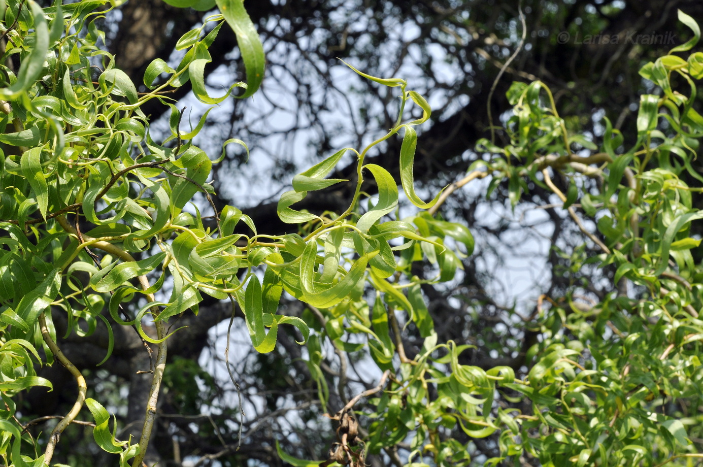 Image of Salix matsudana specimen.