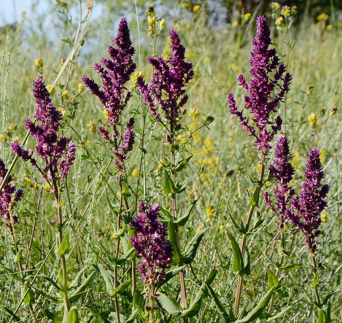 Изображение особи Salvia deserta.