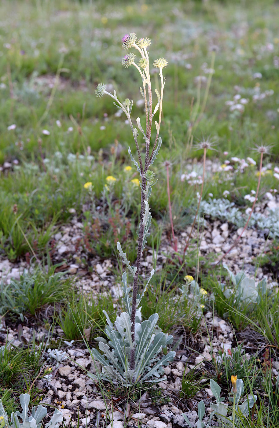 Image of Jurinea ruprechtii specimen.