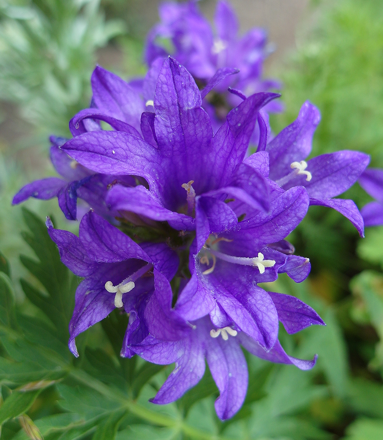 Изображение особи Campanula glomerata.