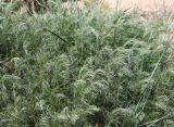 Artemisia abrotanum