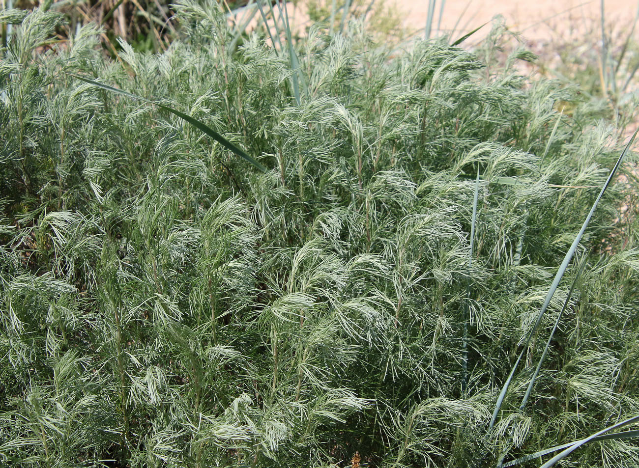 Image of Artemisia abrotanum specimen.