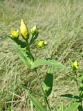 Hypericum ascyron