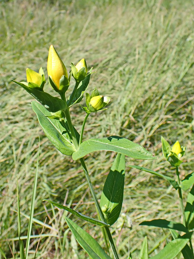 Изображение особи Hypericum ascyron.