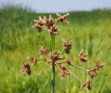 Schoenoplectus lacustris