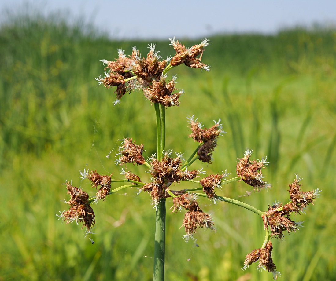 Изображение особи Schoenoplectus lacustris.